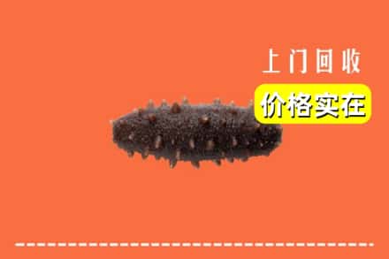 西双版纳州勐海回收海参